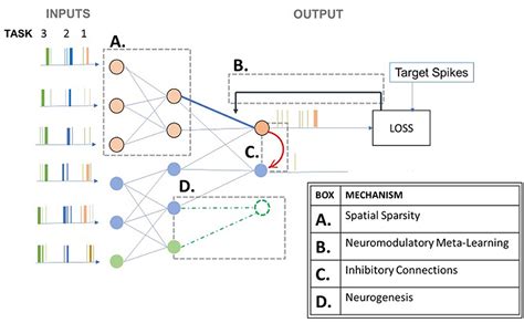 Frontiers A Survey And Perspective On Neuromorphic Continual Learning