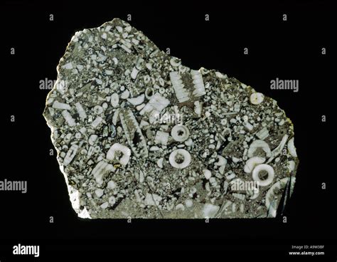 Cross Section Of Limestone Rock Excellent Example Of Crinoid Sea Stock