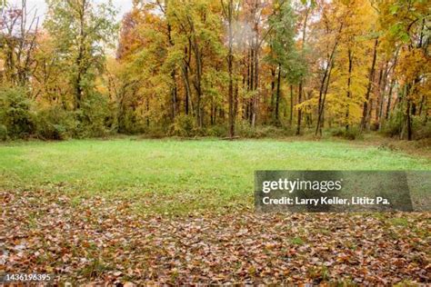 Whitetail Deer Food Plot Photos and Premium High Res Pictures - Getty ...