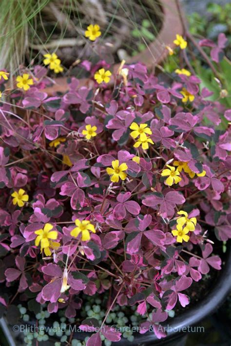 Clover Ground Cover With Yellow Flowers - ground cover good