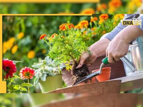 Gardening Tips रुक गया है पौधों का ग्रोथ तो जरूर आजमाएं ये गार्डनिंग