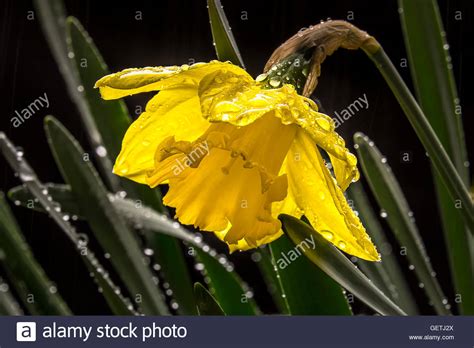 Daffodil Flower In The Rain Stock Photo Alamy