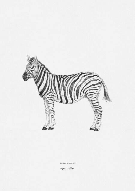 How To Draw The Back Of A Zebra Draw Easy