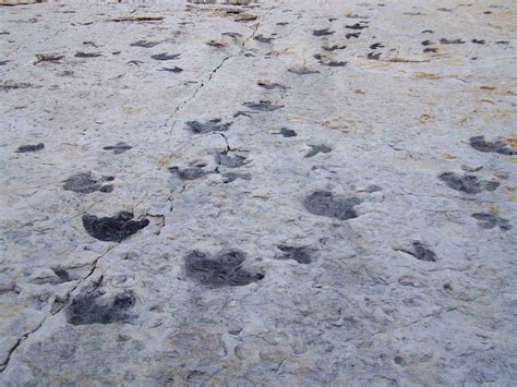 Colorado's Secret Fossil Beds And Dinosaur Tracks | TouristSecrets