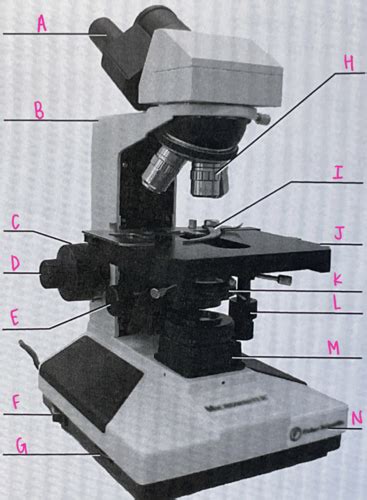 Lab Exam Learning Objectives Flashcards Quizlet