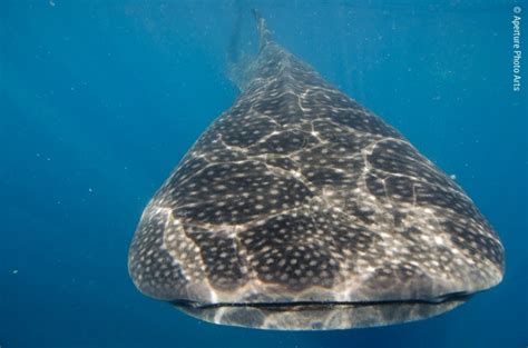 Isla Mujeres and Cenotes, Mexico Whale Sharks - Steve Eilenberg and ...