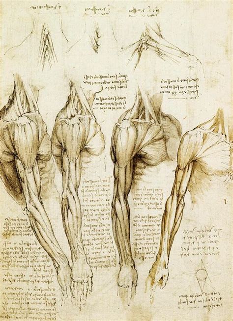 La anatomía de Leonardo da Vinci LDV en español