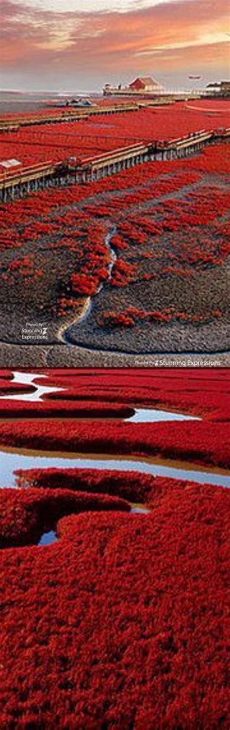 Red Beach in Dawa County, Panjin- Liaoning | China – Stunning Expressions