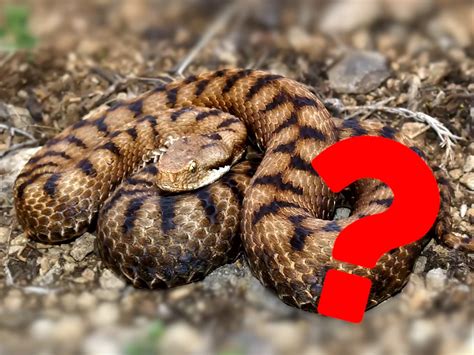 Come Distinguere Un Serpente Velenoso Da Uno Innocuo Guida Al