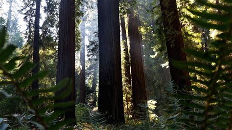 Giant Redwoods Growth Spurt Tied to Climate Change: Study | Weather.com