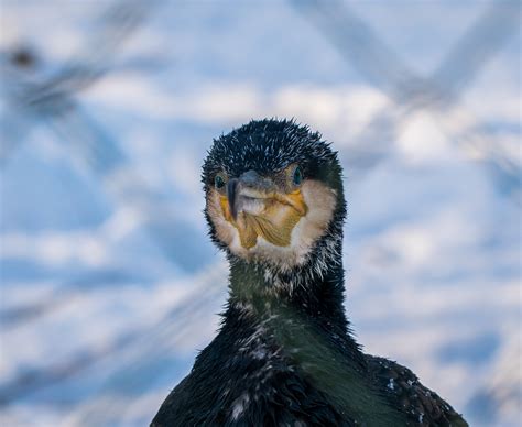 Free Images Beak Double Crested Cormorant Close Up Wildlife