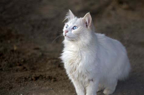 How to Identify an Angora Cat | Animals - mom.me