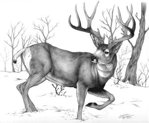 Deer Drawing, Pencil, Sketch, Colorful, Realistic Art Images | Drawing ...