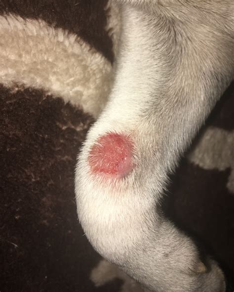 List 102 Pictures Dog Paw Problems Pictures Updated