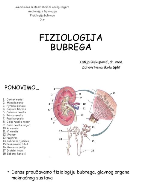 Anatomija I Fiziologija Bubrega Pdf