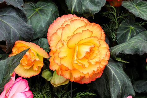 Begonia Varieties Hgtv