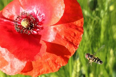 Free Images Nature Blossom Field Petal Bloom Tulip Red Flora