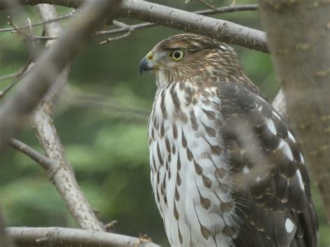 Cooper's Hawk - FeederWatch