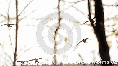 Birds Landing, Slow Motion Footage Stock Footage - Video of wild ...