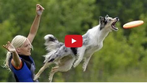 Great Dog Tricks Compilation Video Featuring a Few Border Collies ...