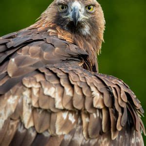 Boris Golden Eagle Thirsk Birds Of Prey Centre