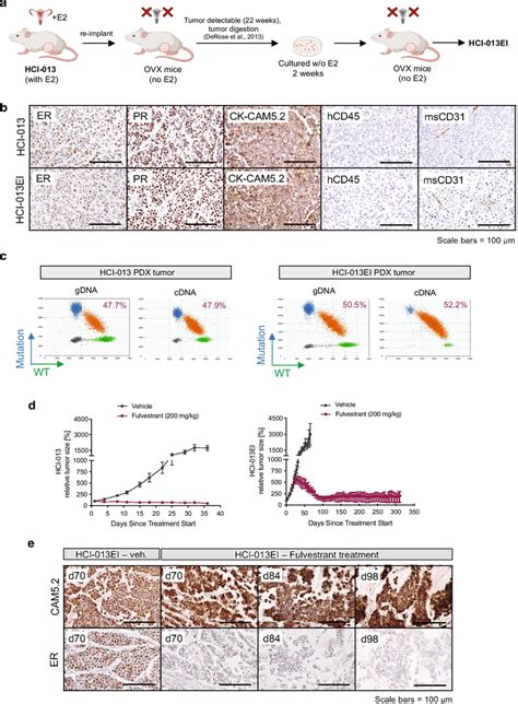 Development Of An Estrogen Independent HCI 013 PDX Line HCI 013EI A