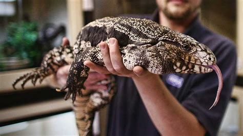 Large Invasive Lizard That Can Grow Up To 4 Feet Long Gaining Foothold