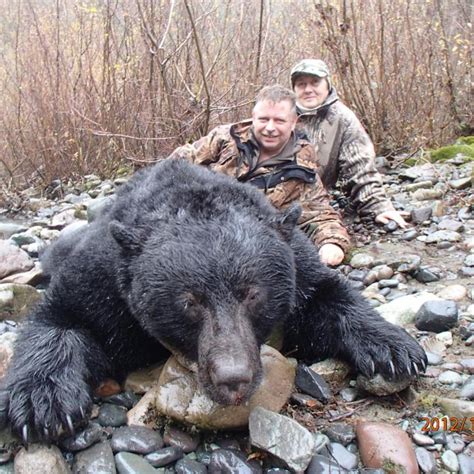 Fall Black Bear Hunts British Columbia Canada Guides Outfitters