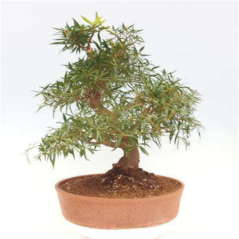 e-Bonsai - Indoor bonsai - Ficus nerifolia - small-leaved ficus