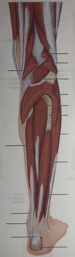 Deep Muscles Of The Posterior Right Leg Diagram Quizlet