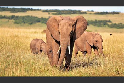 Elefante Pisotea A Un Supuesto Cazador Furtivo Y Salva A Manada