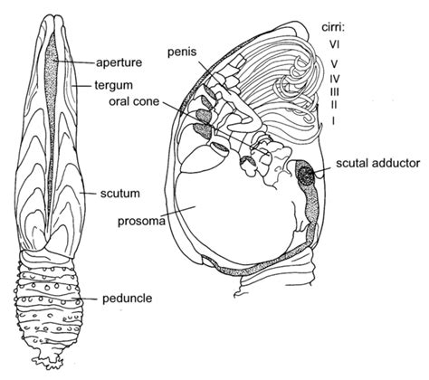 Peduncle