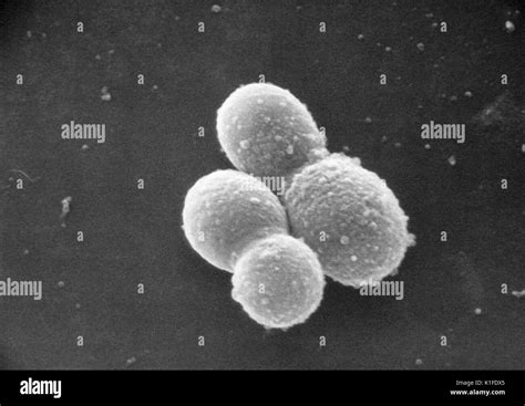 Scanning Electron Micrograph Of Malassezia Furfur Image Courtesy Cdc