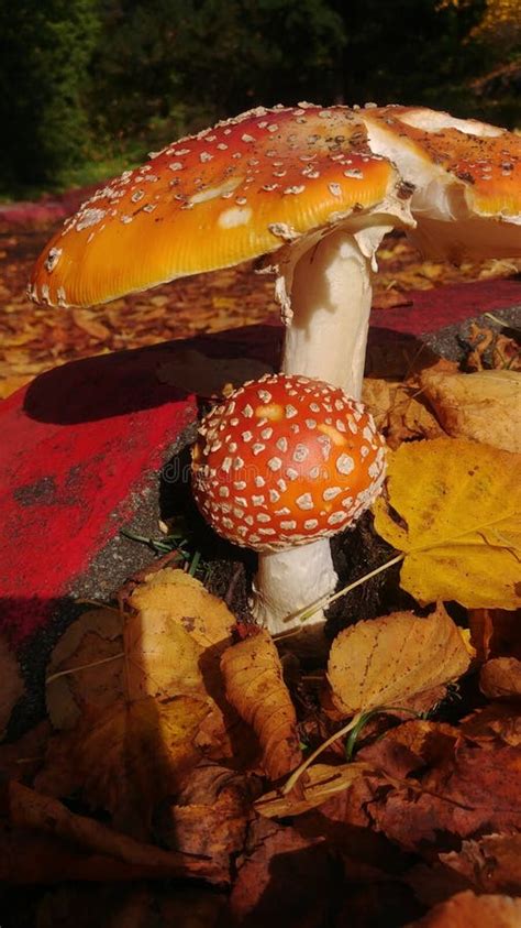 Wild orange mushrooms stock image. Image of toadstool - 10142173