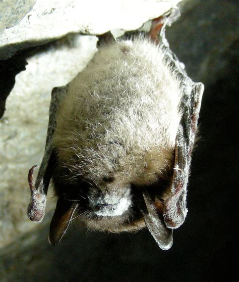 The Little Brown Bat Struggles to Survive | Mackinac State Historic Parks