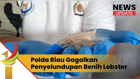 Polda Riau Gagalkan Penyelundupan Benih Lobster Ke Vietnam Senilai Rp