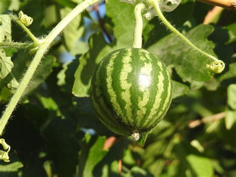 How To Grow Watermelon From Seed, Watermelon Growth Stages | Birthday Greeting | birthday.kim