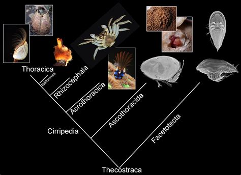 Simple Phylogenetic Tree Of Animals