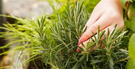 What Is Thyme? Planting, Growing and Using the Thyme Herb - Gardeners ...