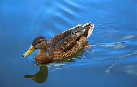 Wallpaper Nature Lake Duck For Mobile And Desktop Section животные