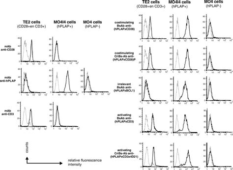 cd cd cross interacting bispecific antibodies improve tumor cell
