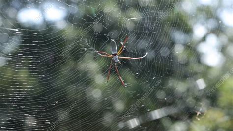 Spider In Web Amazon Rainforest Stock Video Clip K