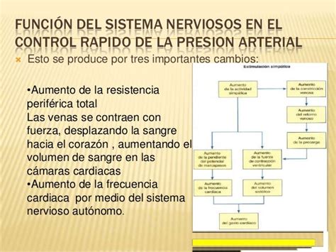 Regulacion Nerviosa De La Circulacion Y Control Rapido De La Presion