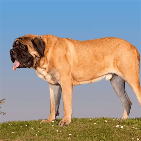 English Mastiff What Dog Breed