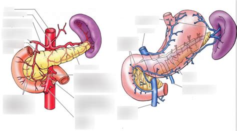 blood supply spleen and pancreas Diagram | Quizlet