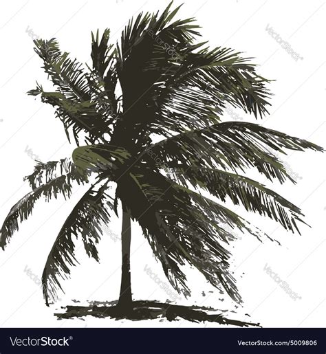 Tropical palm tree for your design Royalty Free Vector Image