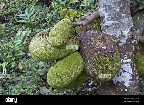 Jamaican Jackfruit