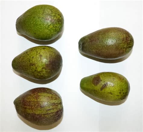 Identifica Inifap Aguacates Criollos Mejores Que El Hass Para Exportar