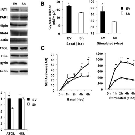 Knockdown Of Sirt1 Leads To Acetylation And Inhibition Of Foxo1 In