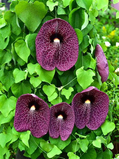 Aristoloche Aristolochia Conseils De Plantation Et Dentretien